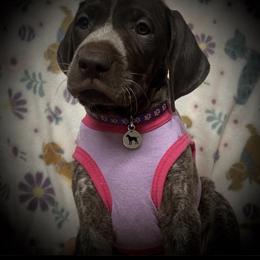 Pup 8 purple available - Liver roan female German Shorthaired Pointer puppy in Hardeman County, Tennessee from Howell Farm GSP