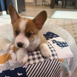 Ringo Star - Sable male Pembroke Welsh Corgi puppy in Pensacola, Florida from Blue Angel Kennels