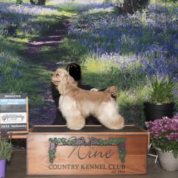 Duke - Cocker Spaniel