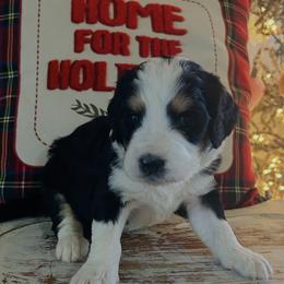 Pear - Tri-color male Bernedoodle puppy in Arabi, Georgia from Huckadoodle Farm