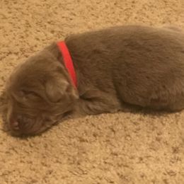 Dilute Retriever and Labrador Retriever Puppies from Moran’s Lab’s