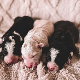 Bordoodle puppies from Howdy Doodles
