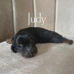 Judy - Black and tan female Dachshund puppy in Henry, Virginia from Dumbledore's AKC Mini Dachshunds