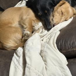 Dachshund All Grown Up from Okie Dokie Doxie