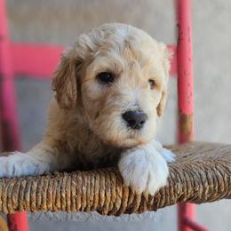 Rocky - Apricot male Goldendoodle puppy in Tucson, Arizona from Ever After Doodles Arizona