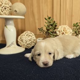 Astro - Cream male Dachshund puppy in Centerville, Georgia from Mel's LowRider Ranch