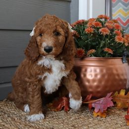 Twizzler - Red  female Goldendoodle puppy in Sioux Falls, South Dakota from Dolly's Doodles