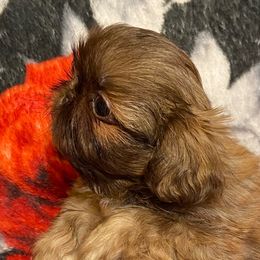 Shih Tzu Puppies from Ling Ling’s Shih Tzu