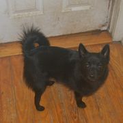 Sissy - Schipperke