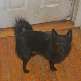 Sissy - Schipperke