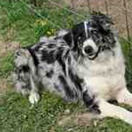 Australian Shepherds from C-Me Working Australian Shepherds