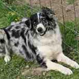 Australian Shepherds from C-Me Working Australian Shepherds