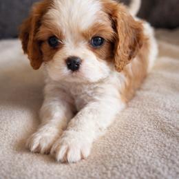 River - Blenheim male Cavalier King Charles Spaniel puppy in Greensboro, North Carolina from Hyde Park Cavaliers