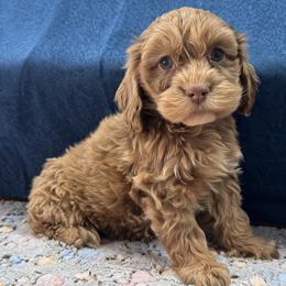 Hersey - Brown and tan male Cockapoo puppy in Berea, Kentucky from Blair’s Furry Friends