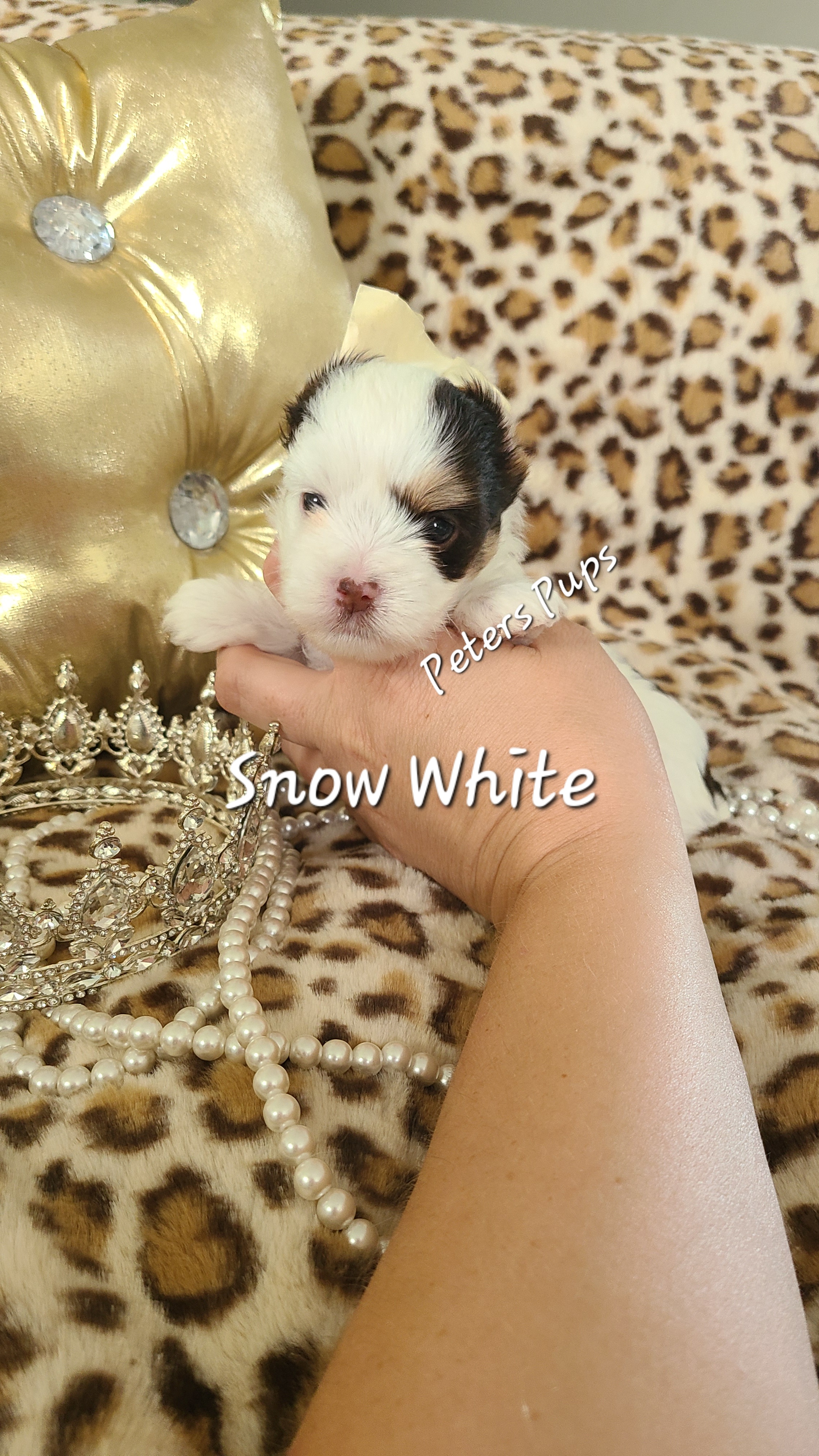 Yorkshire Terrier Puppies from Peters Pups Yorkshire Terriers