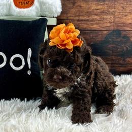 Dani - Brown and white female Cockapoo puppy in Lancaster, Missouri from Cavapoo Acres