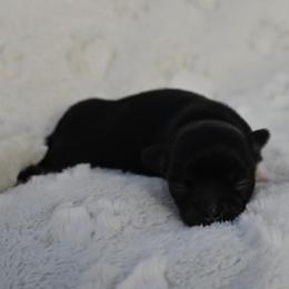 Chihuahua Puppies from Bri Chi's