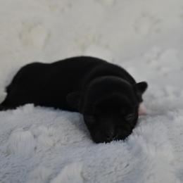 Chihuahua Puppies from Bri Chi's