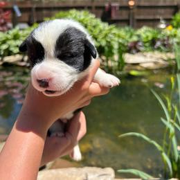 Spruce (Brown Collar) - Black and white male Cardigan Welsh Corgi puppy in Clio, Michigan from Old Oak Cardigans