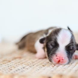Jackalope - Fawn male Pembroke Welsh Corgi puppy in Mona, Utah from Sorensen Corgis