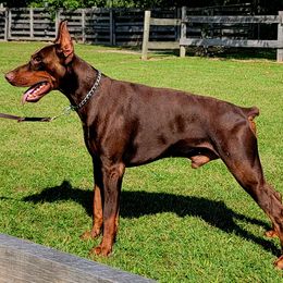 Doberman Pinschers from Kazimir Kennels of Indiana