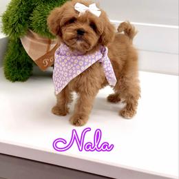 Nala - Red female Cavapoo puppy in Buford, Georgia from Petite Posh Puppies