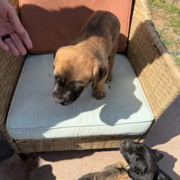 Girl 4 - Fawn female Cane Corso puppy in Prescott Valley, Arizona from Willow’s Meadow