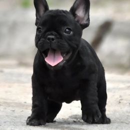 Storm - Black male French Bulldog puppy in Lancaster, Ohio from FarmHouse Frenchies