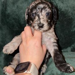 Grape - Merle female Goldendoodle puppy in Richmond, Texas from Harper’s Heartbeats