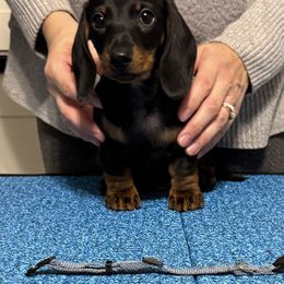 Boy 1 - male Dachshund puppy in Toledo, Ohio from Baldox Dachshunds