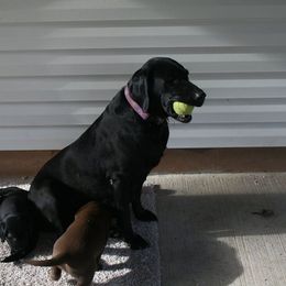 Labrador Retriever Puppies from Milliken Creek Labs