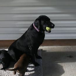 Labrador Retriever Puppies from Milliken Creek Labs