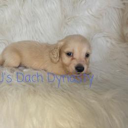 LUCKY 4000 - Cream male Dachshund puppy in Gatesville, Texas from CJ's Dach Dynasty
