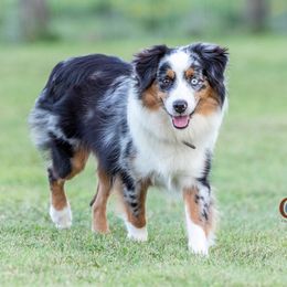 Mesa - Miniature Australian Shepherd