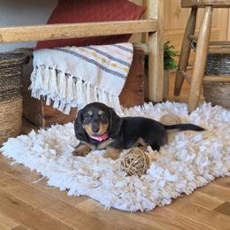 AKC Meet Gretchen :) - Black and tan female Dachshund puppy in Centerville, Iowa from Barnyard Dachshunds, Dals & Doodles