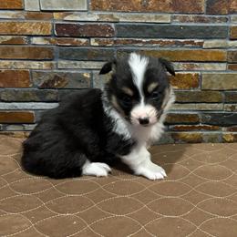 Boy 4 - Black and tan male American Corgi puppy in Visalia, California from VIP Stables