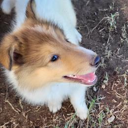 Teddy - White male Collie puppy in Newberry, South Carolina from Country Haven Collies