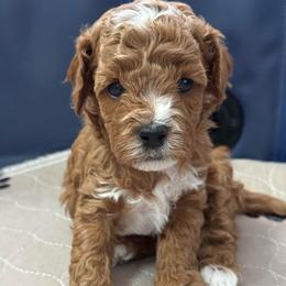 Mookie - Gray - Red male Cavapoo puppy in South Jordan, Utah from Simply Sweet Paws. LLC