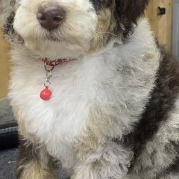 Assorted Doodle Crosses, Bernedoodles, Cockapoos, Double Doodles, Goldendoodles, and Golden Retrievers from Hawk Mountain Doodles
