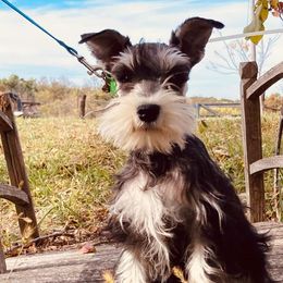 Miniature Schnauzers from Cuddle Puddles Schnauzers