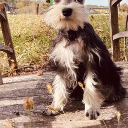 Miniature Schnauzers from Cuddle Puddles Schnauzers