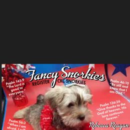 Companion Cross Puppies from Fancy SNORKIES