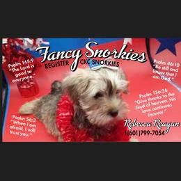 Companion Cross Puppies from Fancy SNORKIES