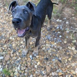 Rufus - Great Dane