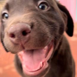 Lilly - Chocolate female Labrador Retriever puppy in Longmont, Colorado from Cornwell Labradors