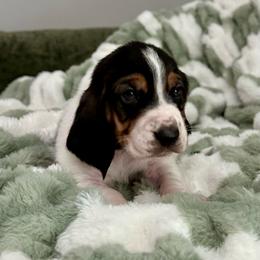 Humphrey - Black white and brown male Basset Hound puppy in Logan, Utah from Cache Valley Bassets