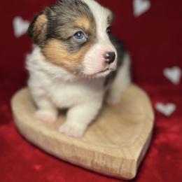 Holstein-Mismark - White and black male Pembroke Welsh Corgi puppy in Benton, Arkansas from High Cotton Corgis