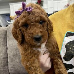 Aussiedoodles, Goldendoodles, Miniature Australian Shepherds, and Sheepadoodles from Sandlot Aussies and Doodles