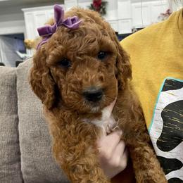 Aussiedoodles, Goldendoodles, Miniature Australian Shepherds, and Sheepadoodles from Sandlot Aussies and Doodles
