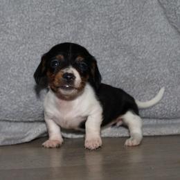 Princess Fiona - Piebald female Dachshund puppy in Kilgore, Texas from The Barefield Doxies